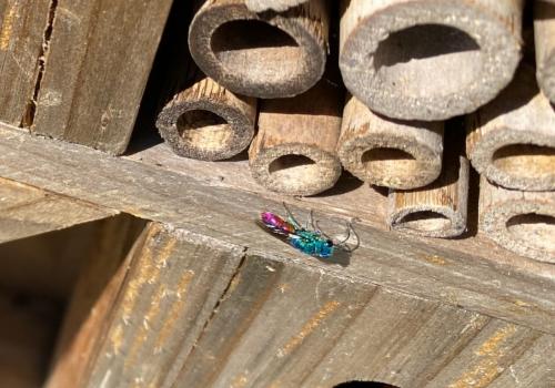Chrysis sp.